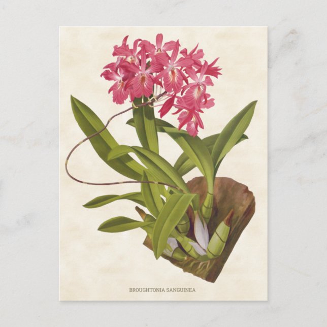 Pink Broughtonia Orchid Vintage Botanical Postcard (Front)