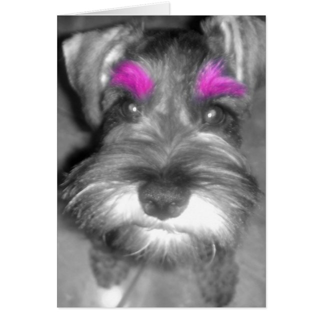 Pink Brow Schnauzer (Front)