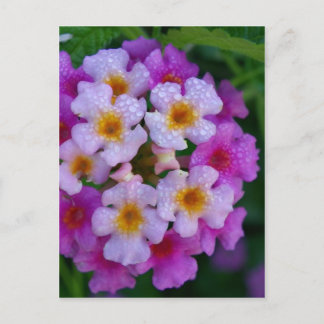 Pink Butterfly Weed Flowers Postcard