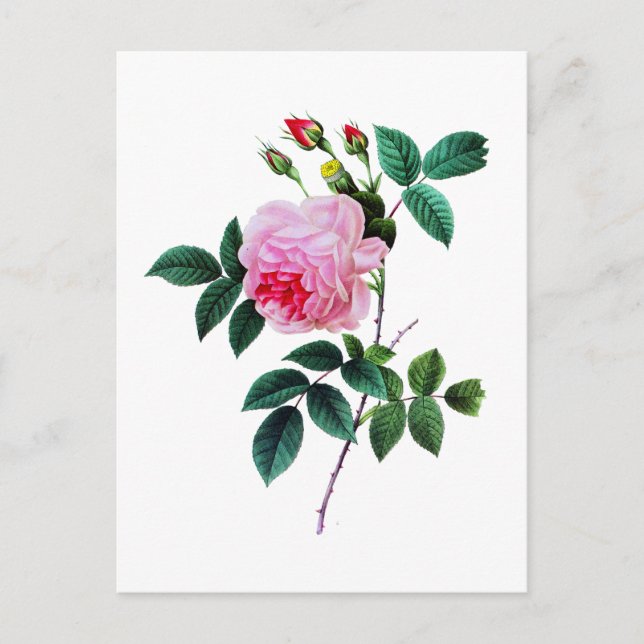 Pink Cabbage Rose by Pierre Joseph Redoute Postcard (Front)