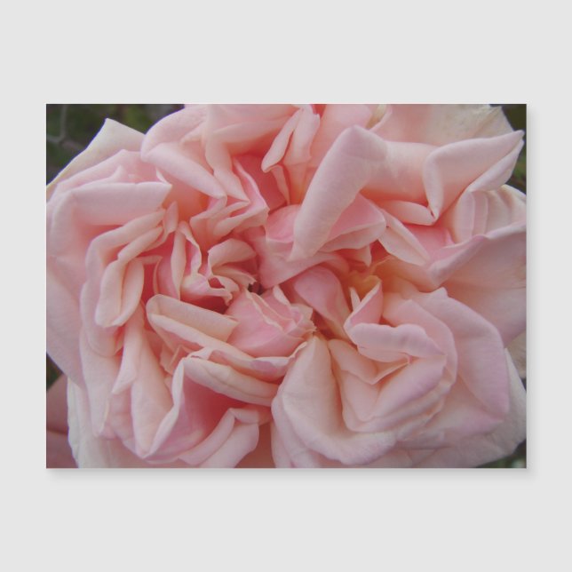 Pink Cabbage Rose Vintage Flowers Floral Magnet (Front)