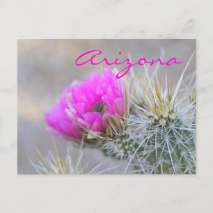 pink cactus bloom ,Arizona Postcard