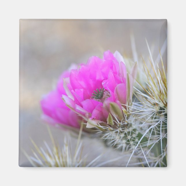 pink cactus bloom magnet (Front)