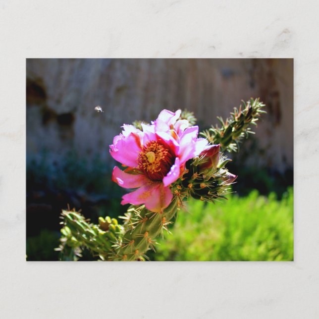 Pink Cactus Bloom with flying bug Postcard (Front)