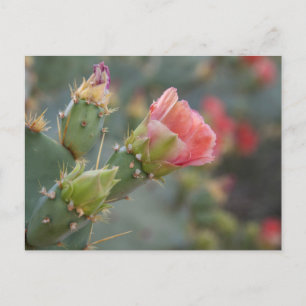 Pink cactus flower beginning to bloom postcard