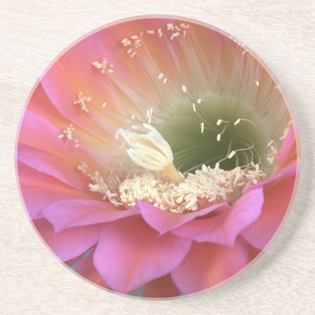 Pink cactus flower in the desert coaster (Front)