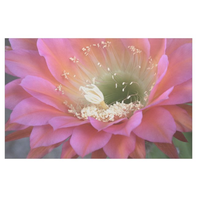 Pink Cactus flower in the desert Fabric (Yard)