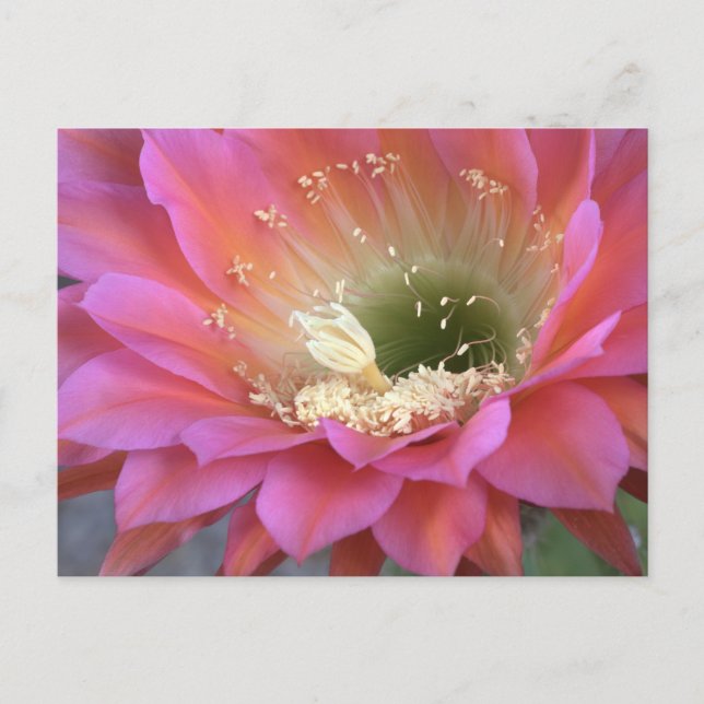 Pink cactus flower in the desert postcard (Front)