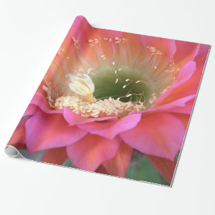 Pink cactus flower in the desert wrapping paper