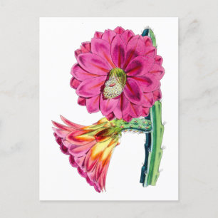 Pink Cactus Flower Vintage Botanical Postcard
