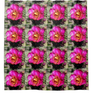 pink cactus flowers