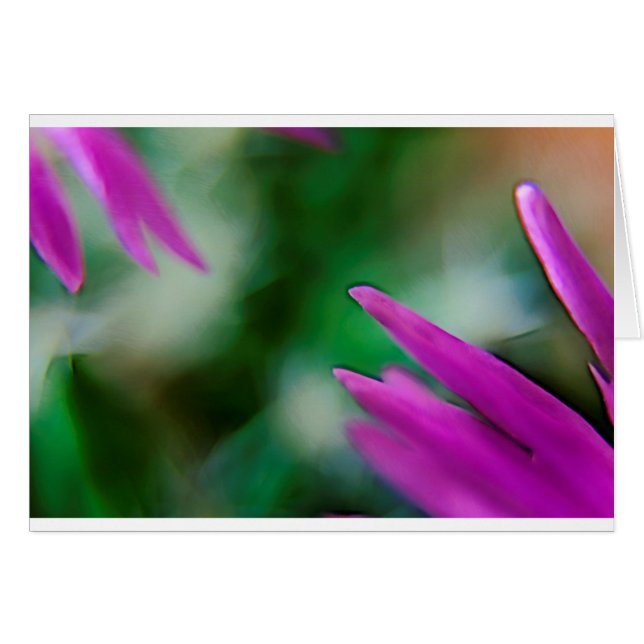 Pink Cactus Petals (Front Horizontal)
