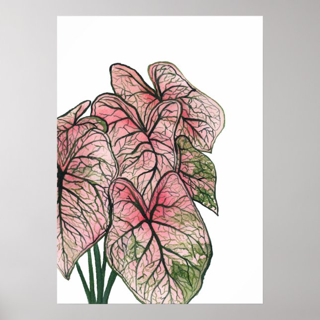 Pink Caladium Watercolor Illustration Poster (Front)