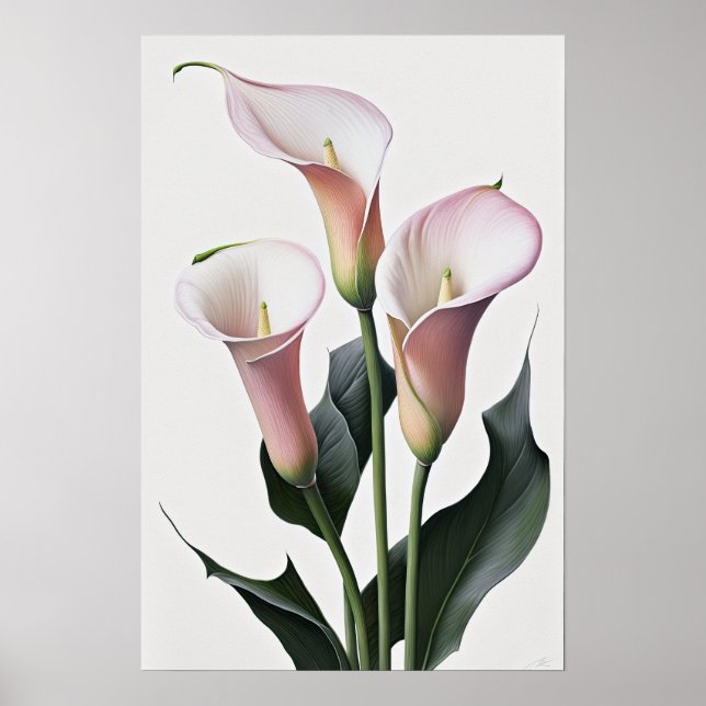 Pink Calla Lilies Lily Flower Art Print Poster (Front)