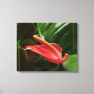 Pink Calla Lily Elegant Floral Canvas Print