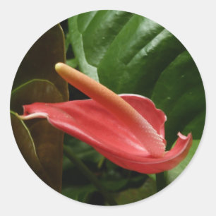 Pink Calla Lily Elegant Floral Classic Round Sticker