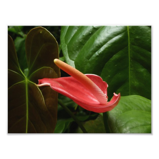 Pink Calla Lily Elegant Floral Photo Print (Front)