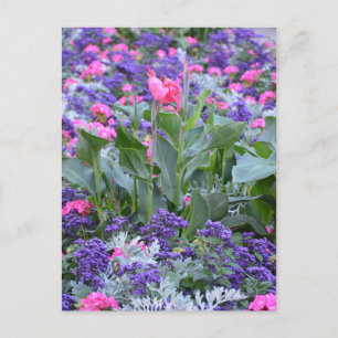 Pink calla lily in spring garden postcard