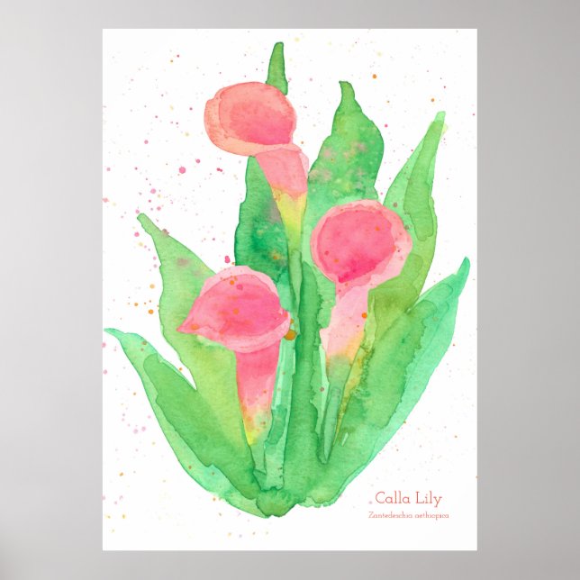 Pink Calla Lily Watercolor Flowers Botanical Poster (Front)