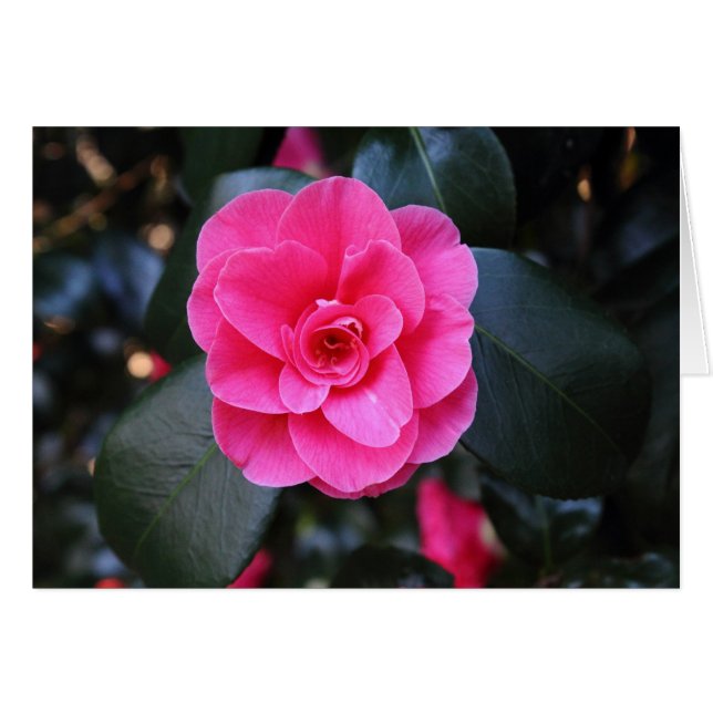 Pink Camellia (Front Horizontal)