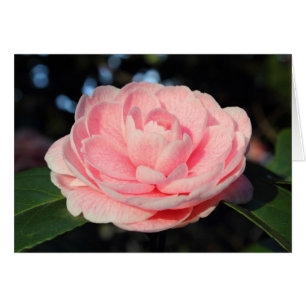 Pink Camellia
