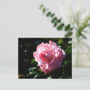 Pink Camellia Flower Postcard