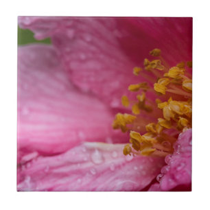 Pink Camellia Flower Stamens Tile