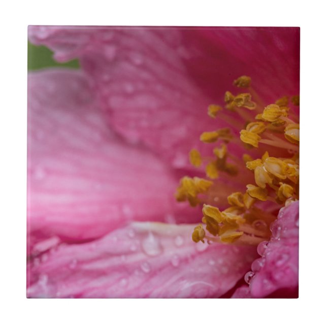 Pink Camellia Flower Stamens Tile (Front)