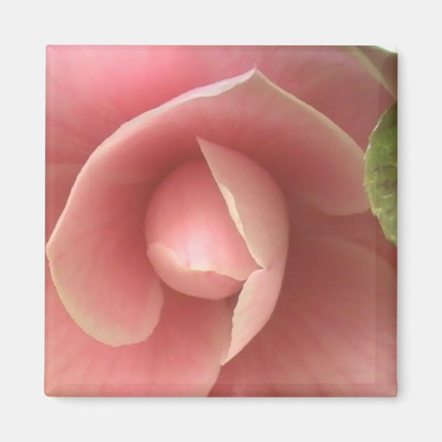 Pink Camellia Magnet (Front)