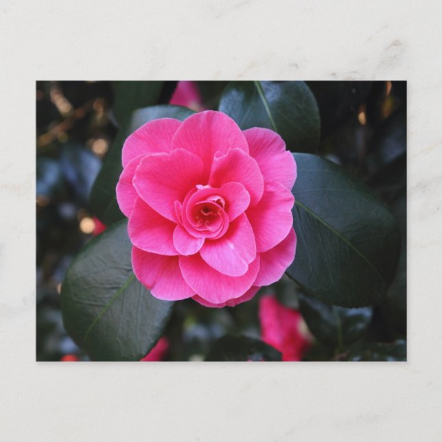 Pink Camellia Postcard (Front)
