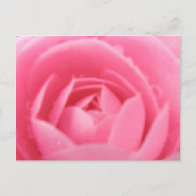 Pink Camellia Postcard (Front)