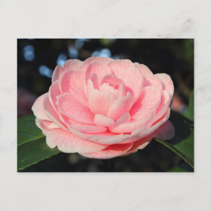 Pink Camellia Postcard