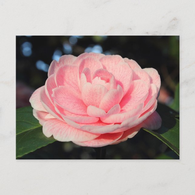 Pink Camellia Postcard (Front)