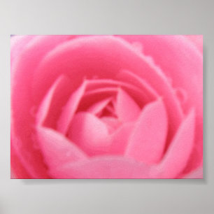 Pink Camellia Print