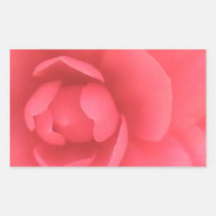 Pink Camellia Sticker