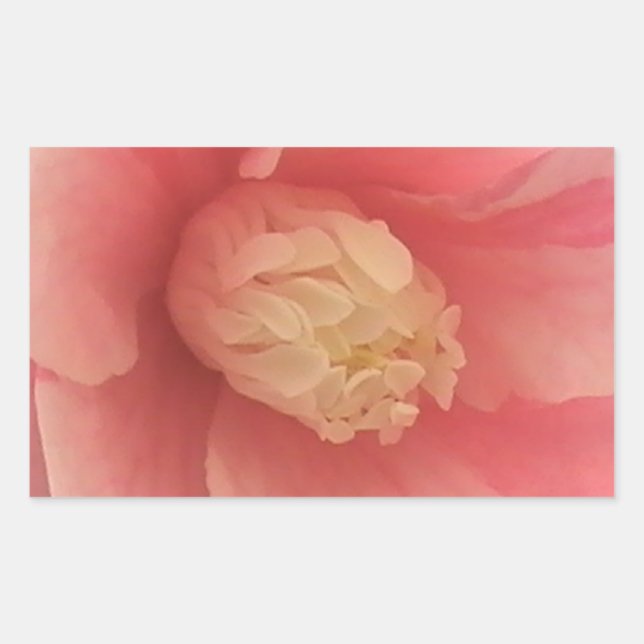 Pink Camellia Sticker (Front)
