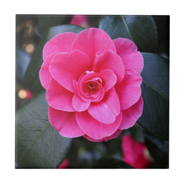 Pink Camellia Tile (Front)