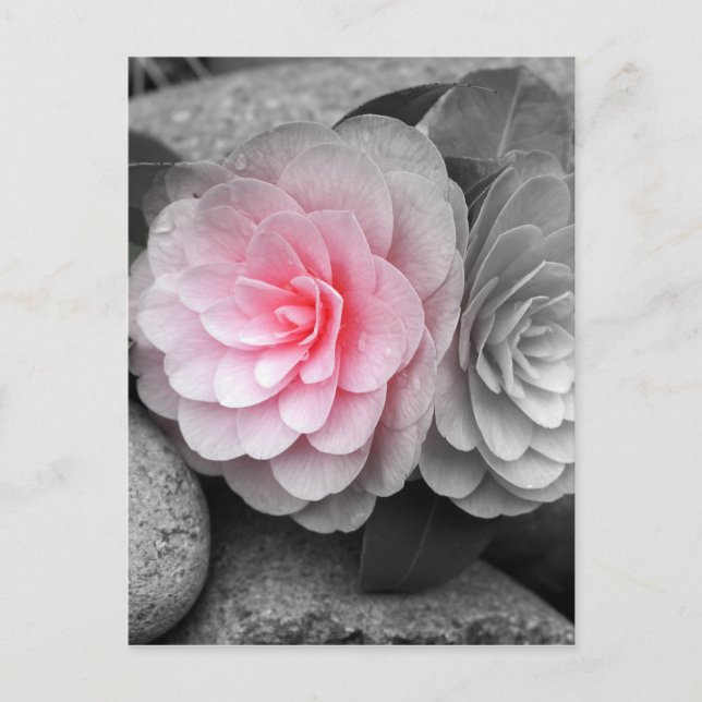 Pink Camellias Photograph Postcard (Front)