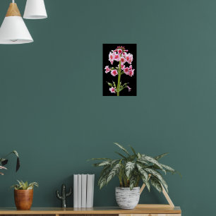 Pink Candelabra Primula on Black Floral Poster
