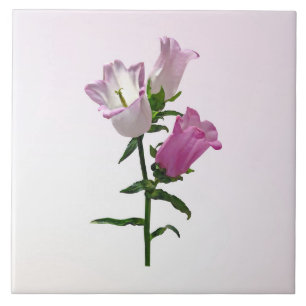 Pink Canterbury Bells Tile
