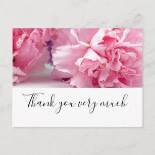 Pink  Carnation  flowers are on white background Postcard
