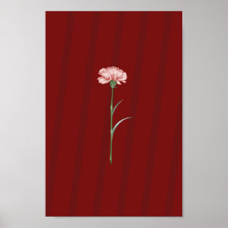 Pink Carnation on Red – Romantic Aesthetic Poster
