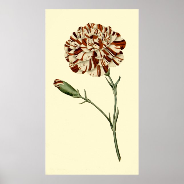Pink Carnation Poster (Front)