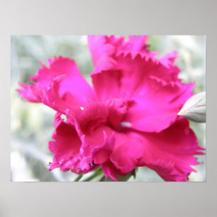 Pink Carnation Print