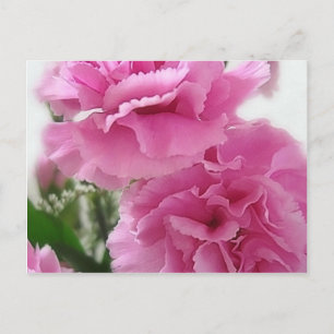 Pink Carnations 1 Postcard