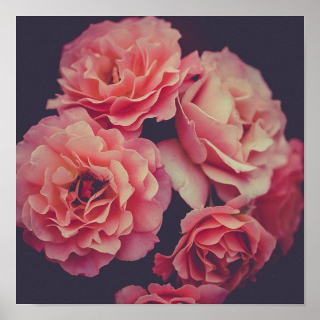 Pink Carnations Flowers Poster (Front)