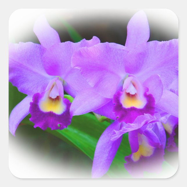 Pink Cattleya Orchids Square Sticker (Front)