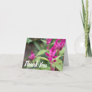 Pink Celosia Nature Photography Thank You Notes