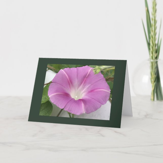 Pink Charm Morning Glory Blank Card (Front)