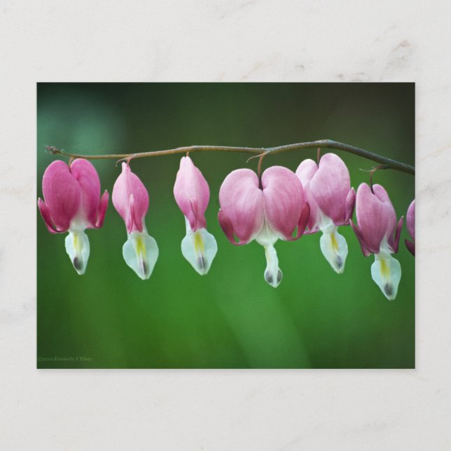 Pink Charms Postcard (Front)